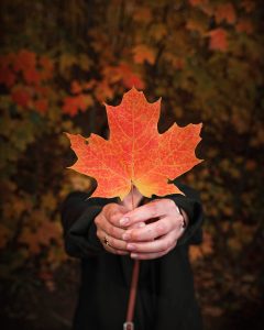 person holding maple leaf