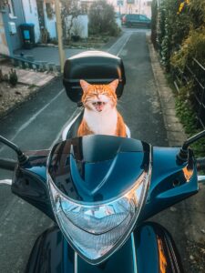 Orange cat yawning on a scooter seat